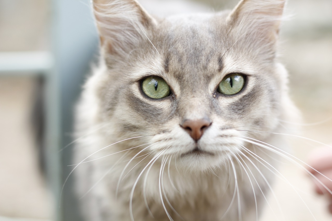 cat-2402756_1280