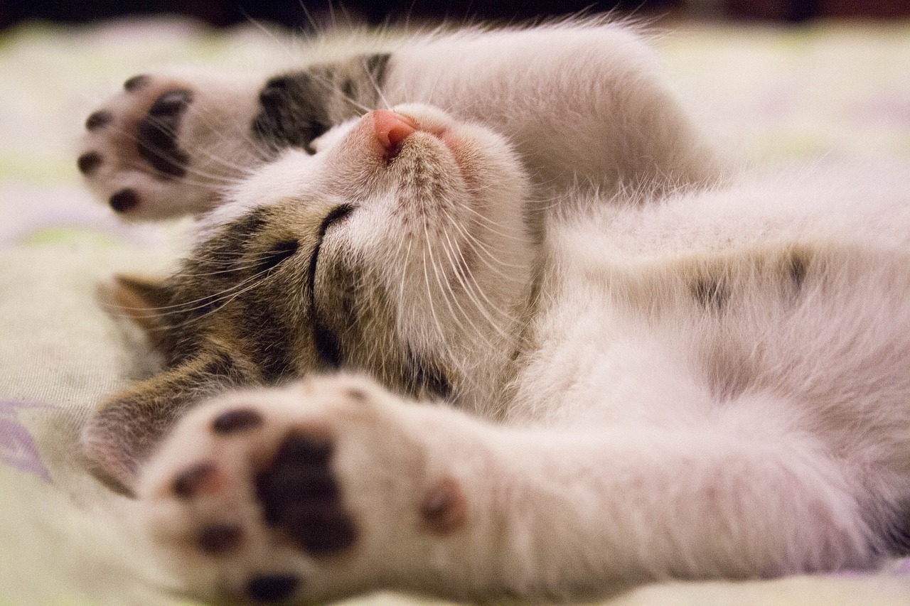 kitten-2288404_1280
